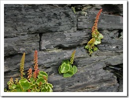 2006-05-26 17.18.59 (2)