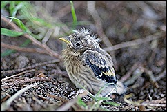 goldfinch-fledgling_1274901090