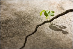 plant-growing-through-pavement