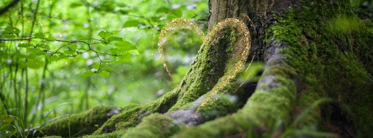 Communicating with Trees. | The Gaia Method Earthways