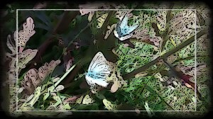 PicsArt_1438588582799 - Copy - Copy