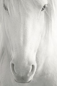 white horse